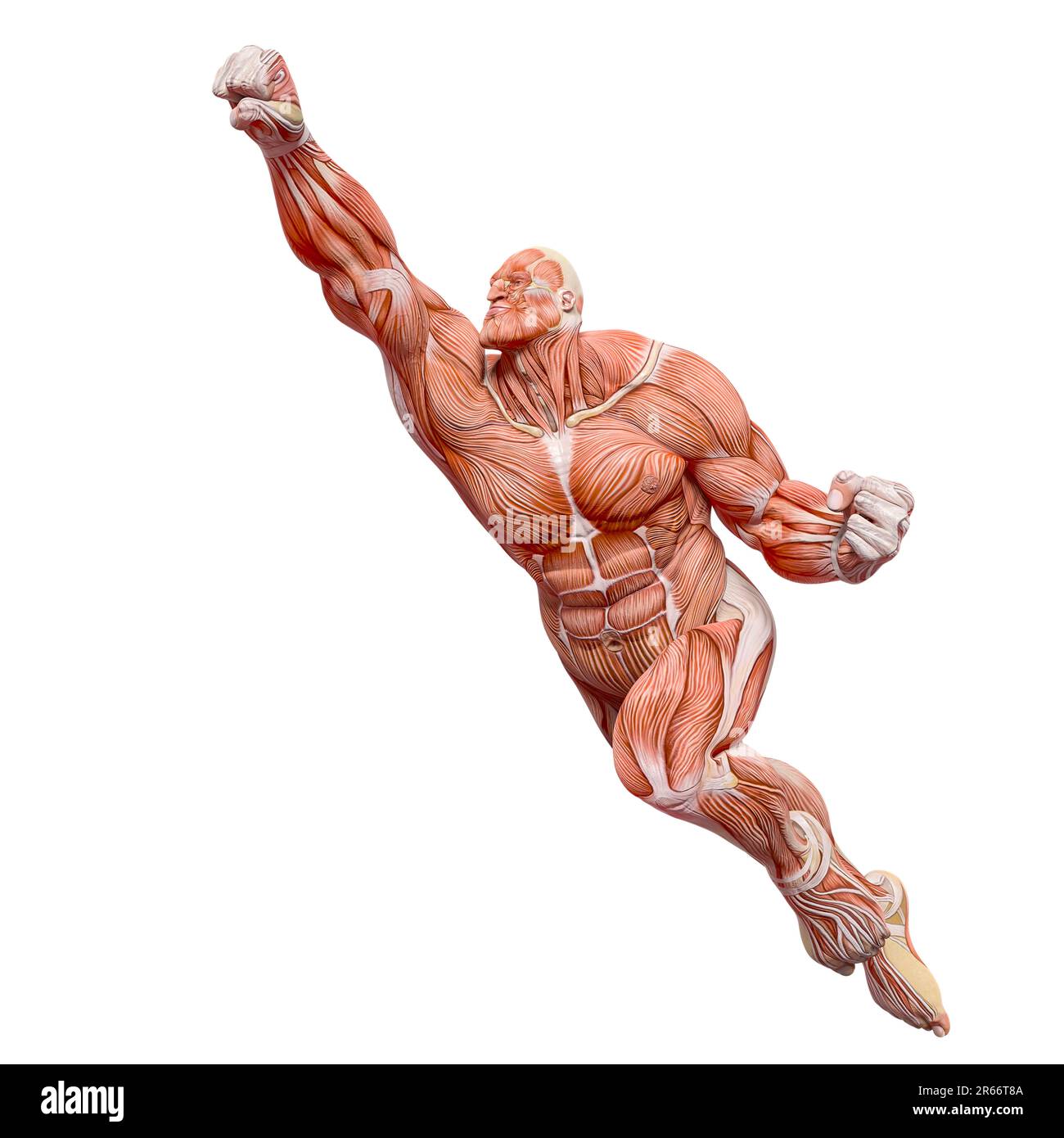 bodybuilder muscle maps is flying - Bodybuilder Muscle Maps Is Flying Up In White Background 3d Illustration 2R66T8A 