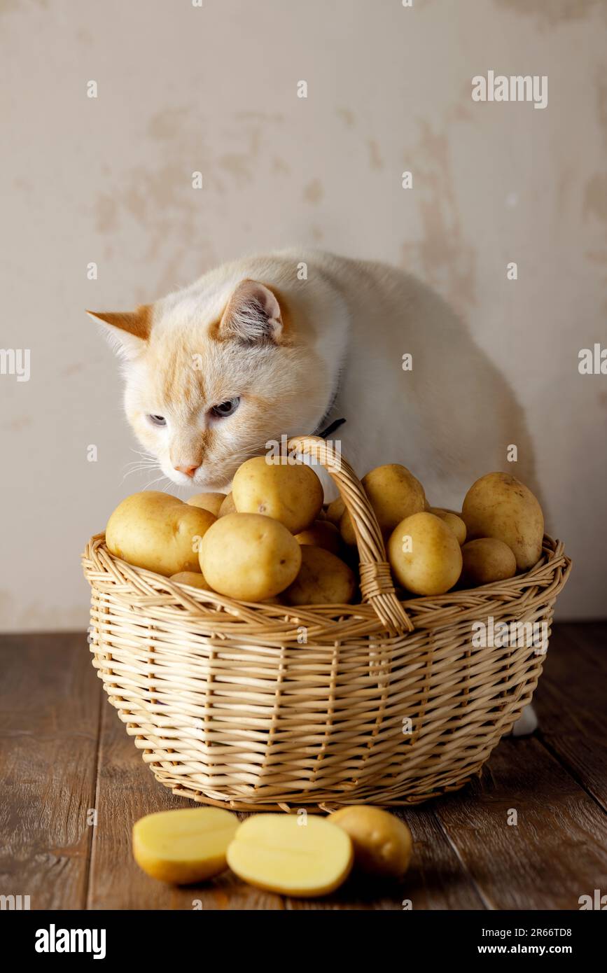 A beautiful fat white cat sniffs a wicker basket of potatoes. Brown wooden table, beige background. Stock Photo