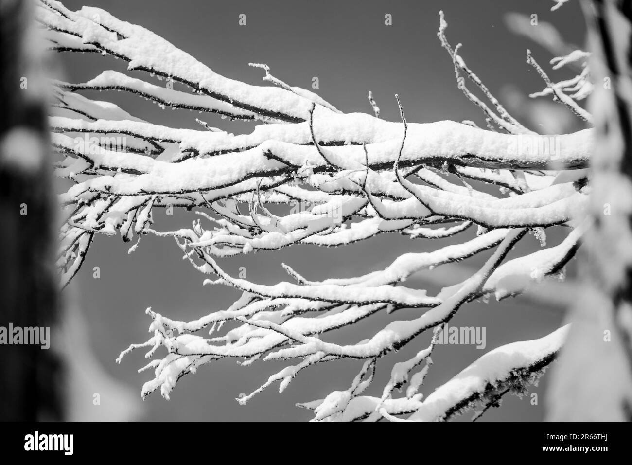 A winter landscape featuring a densely packed grove of trees with snow ...