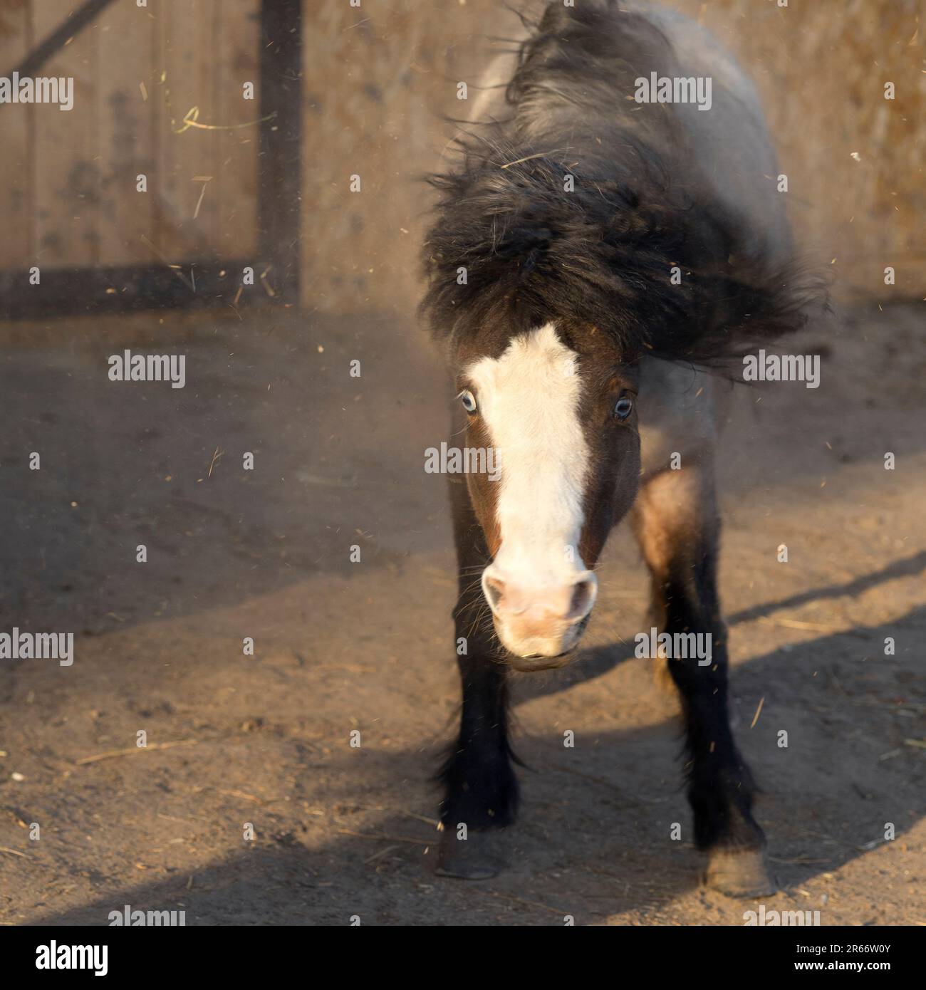 A piebald blue-eyed pony shakes off its neck and stands in a cloud of dust Stock Photo
