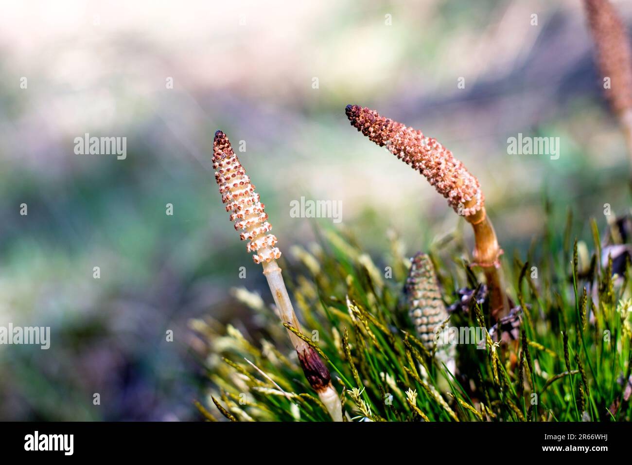 Nahaufnahme einer Sumpfpflanze Stock Photo