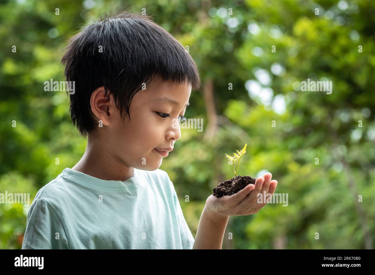 The little boy's hands are holding a small tree. Asian boy holding a seedling in his hand. The boy is smiling and stared at the small tree in his hand Stock Photo