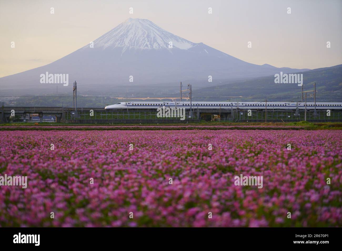 Fuji, Shinkansen and Flower Garden Stock Photo