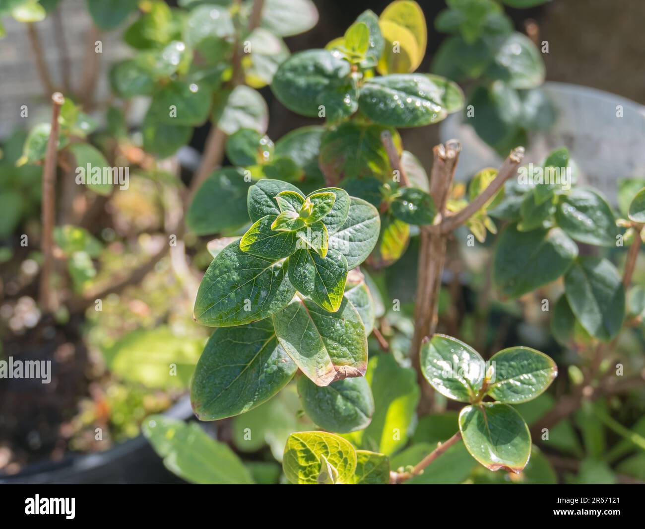 plant hypericum inodorum potted with dew drops and sunlight Stock Photo