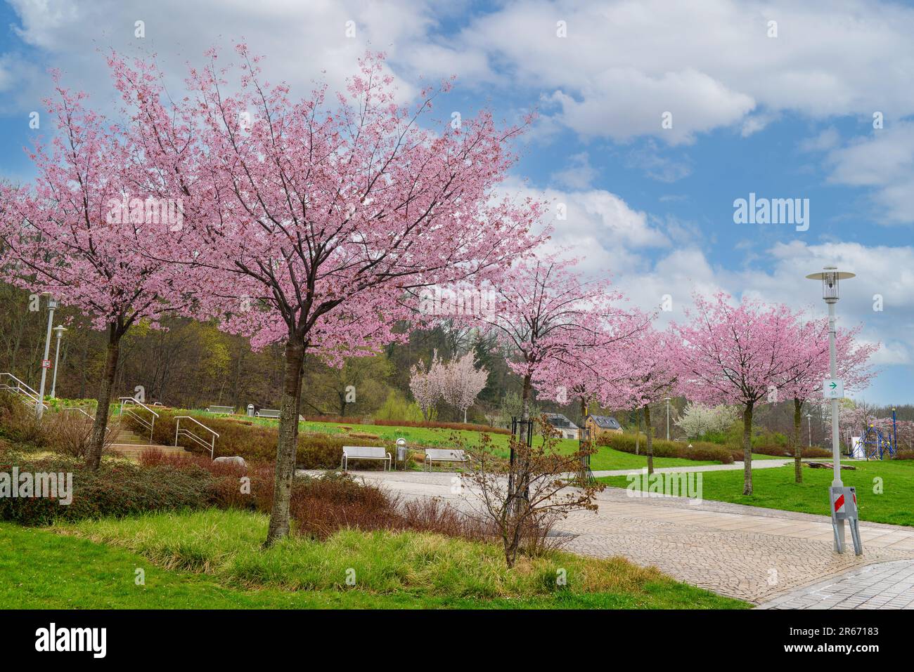 View of city park with benches and blossoming trees Stock Photo - Alamy