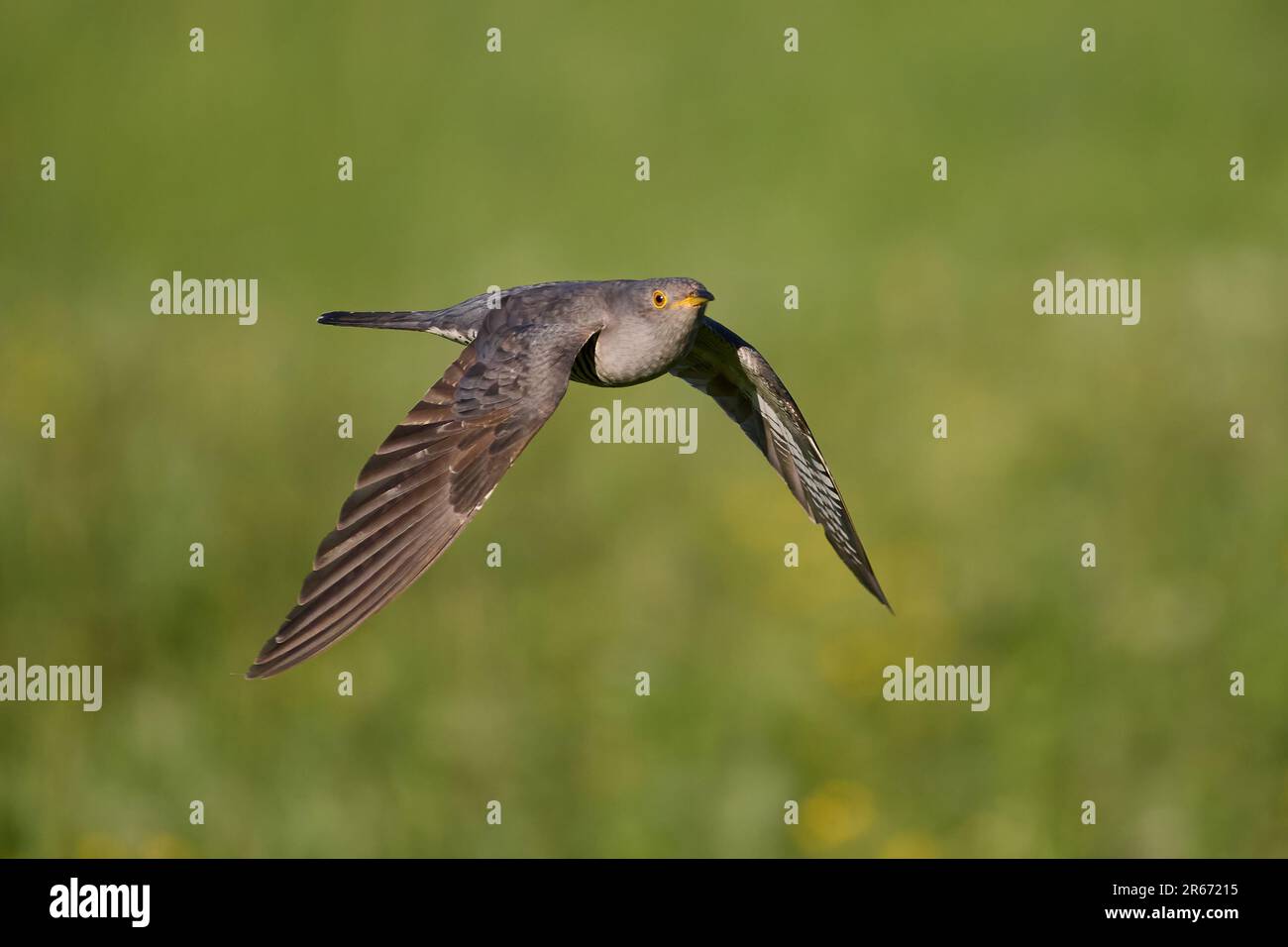Common cuckoo (Cuculus canorus) in its natural environment Stock Photo