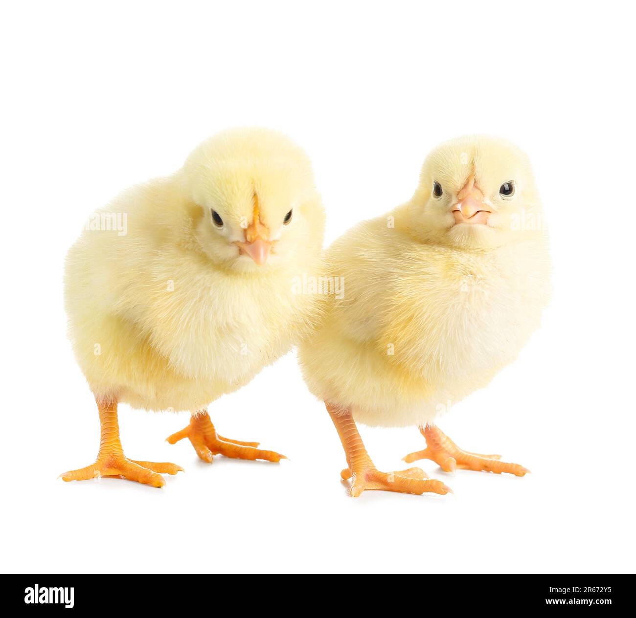 Cute little chicks on white background Stock Photo - Alamy