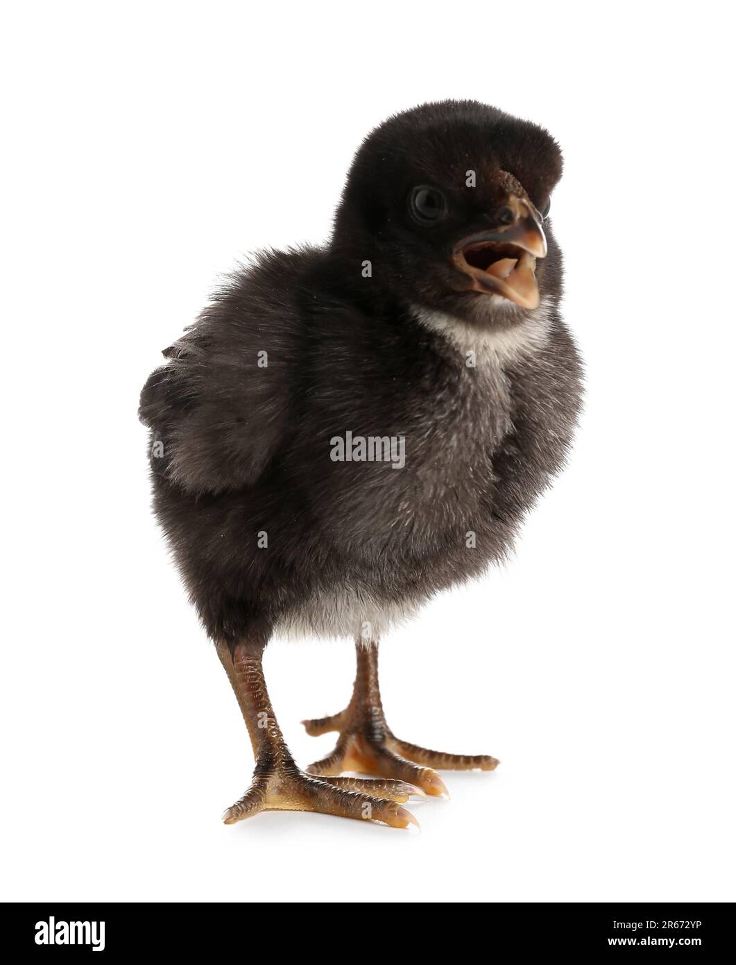 Cute little chick on white background Stock Photo - Alamy
