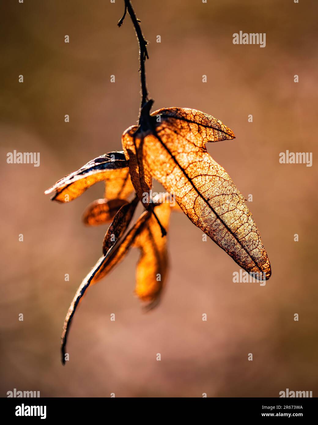 A bundle of dried plant stems and leaves hanging upside down, in a