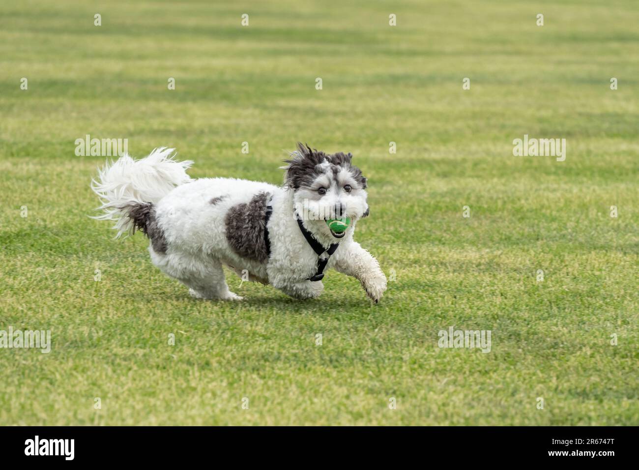 Black and White Havanese puppy playing fetch with orange ball in backyard Stock Photo