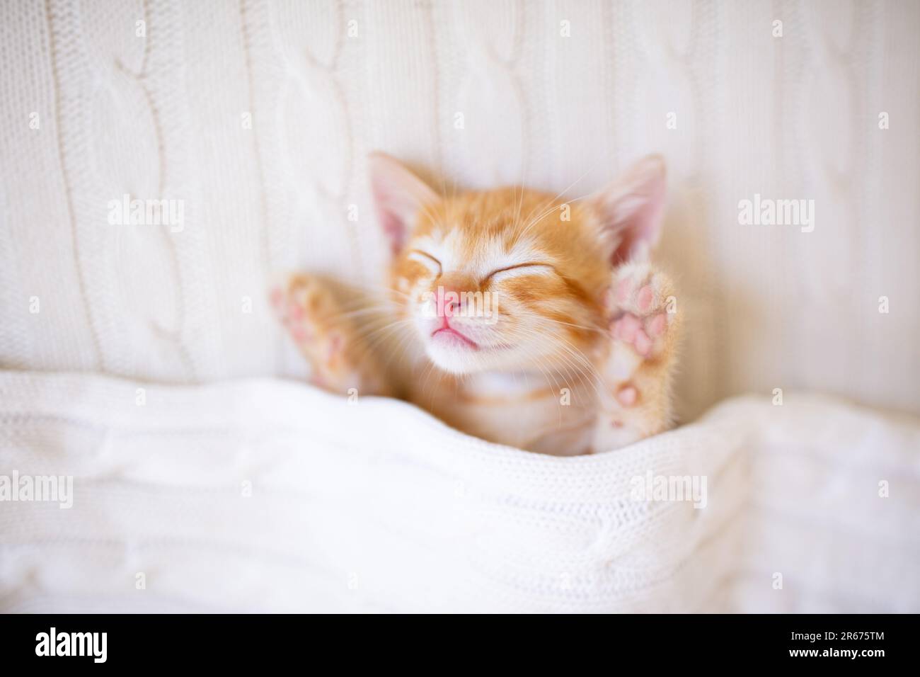 Baby cat sleeping. Ginger kitten on couch under knitted blanket