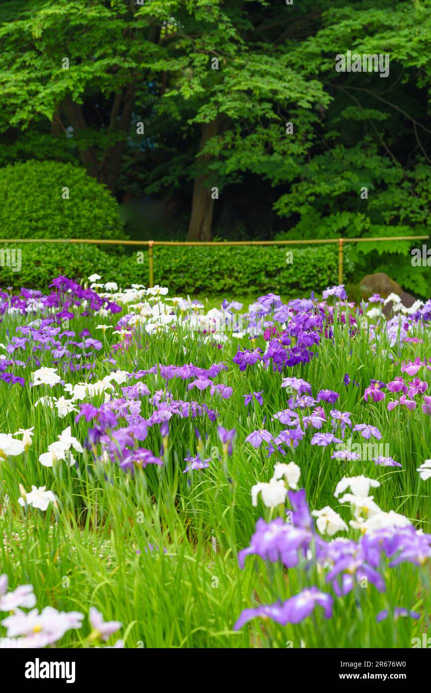 Iris in Ninomaru Garden Stock Photo