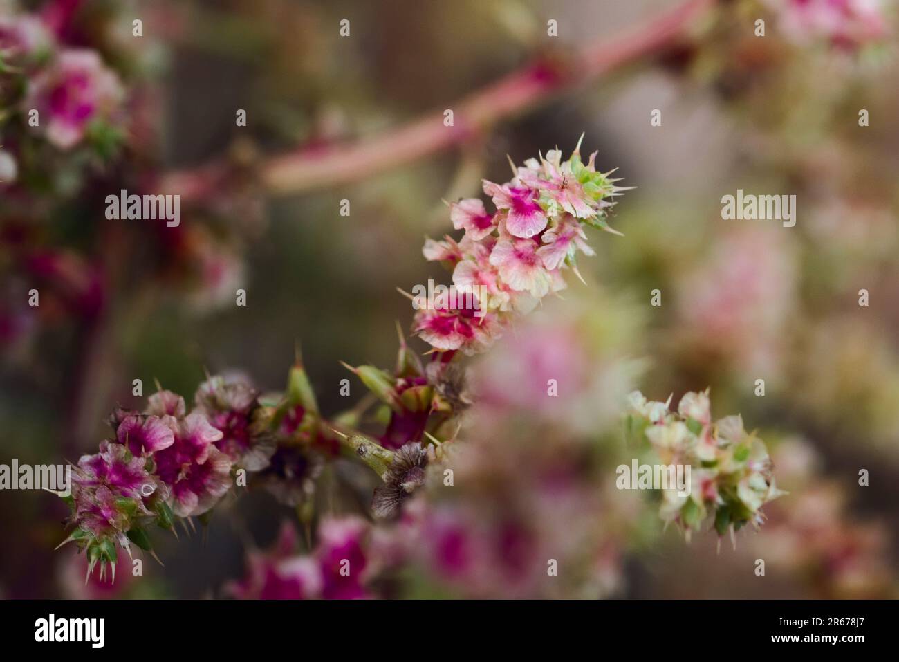 Flowers of tumbleweed, also known as Russian Thistle. Close up, macro shot. Stock Photo