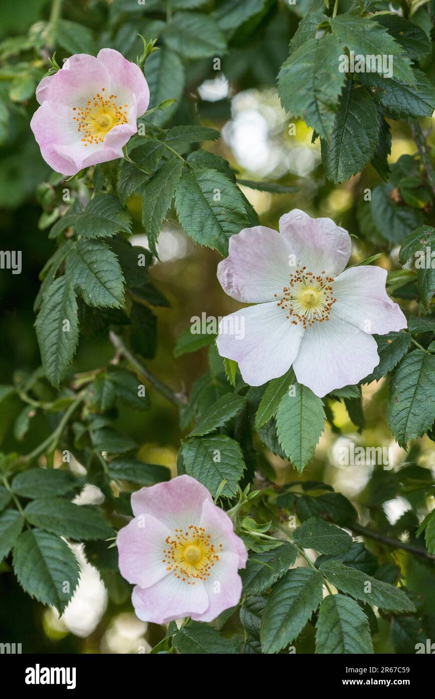 Close shot of flowering Dog Rose / Rosa canina agg. growing in hedgerow