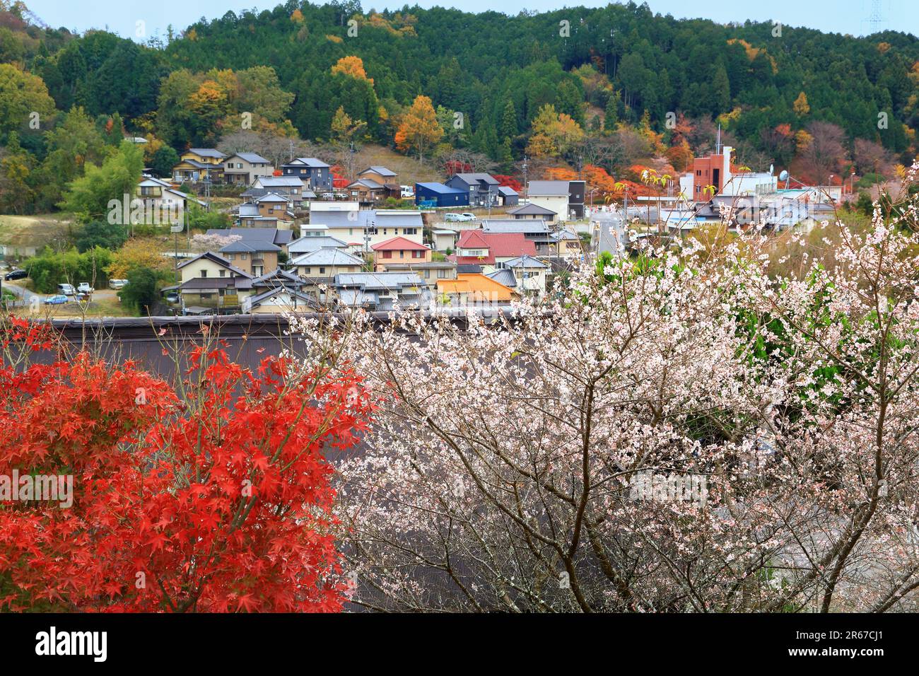 November blossom hi-res stock photography and images - Alamy