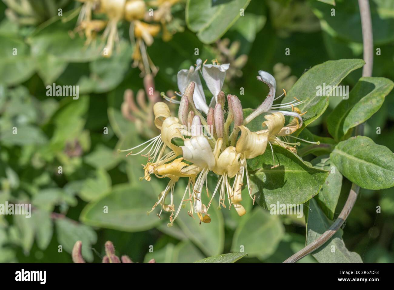 Flowers of wild Honeysuckle / Lonicera periclymenum in hedgerow with