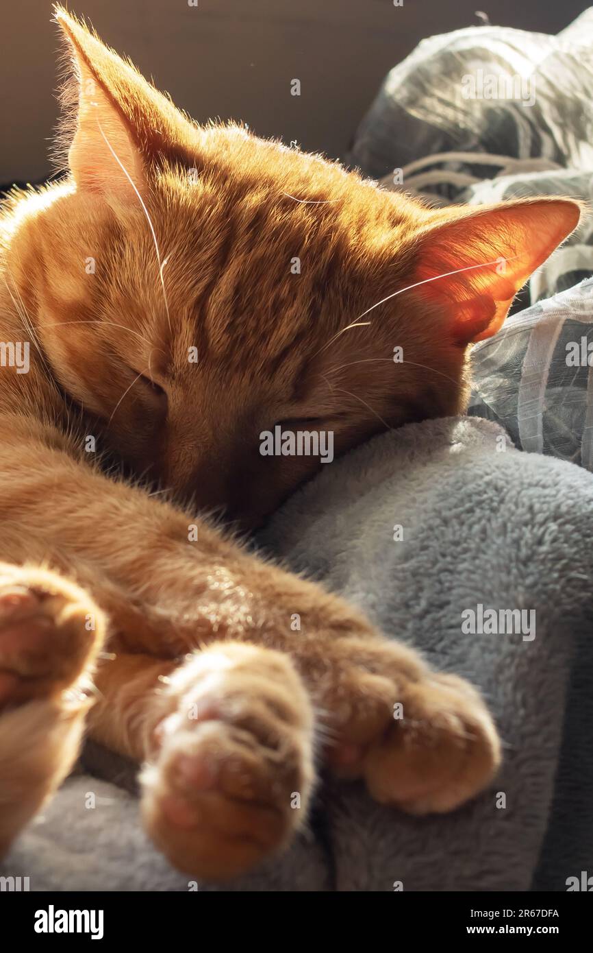 Cute ginger cat sleeping on a blanket in sunlight close up Stock Photo