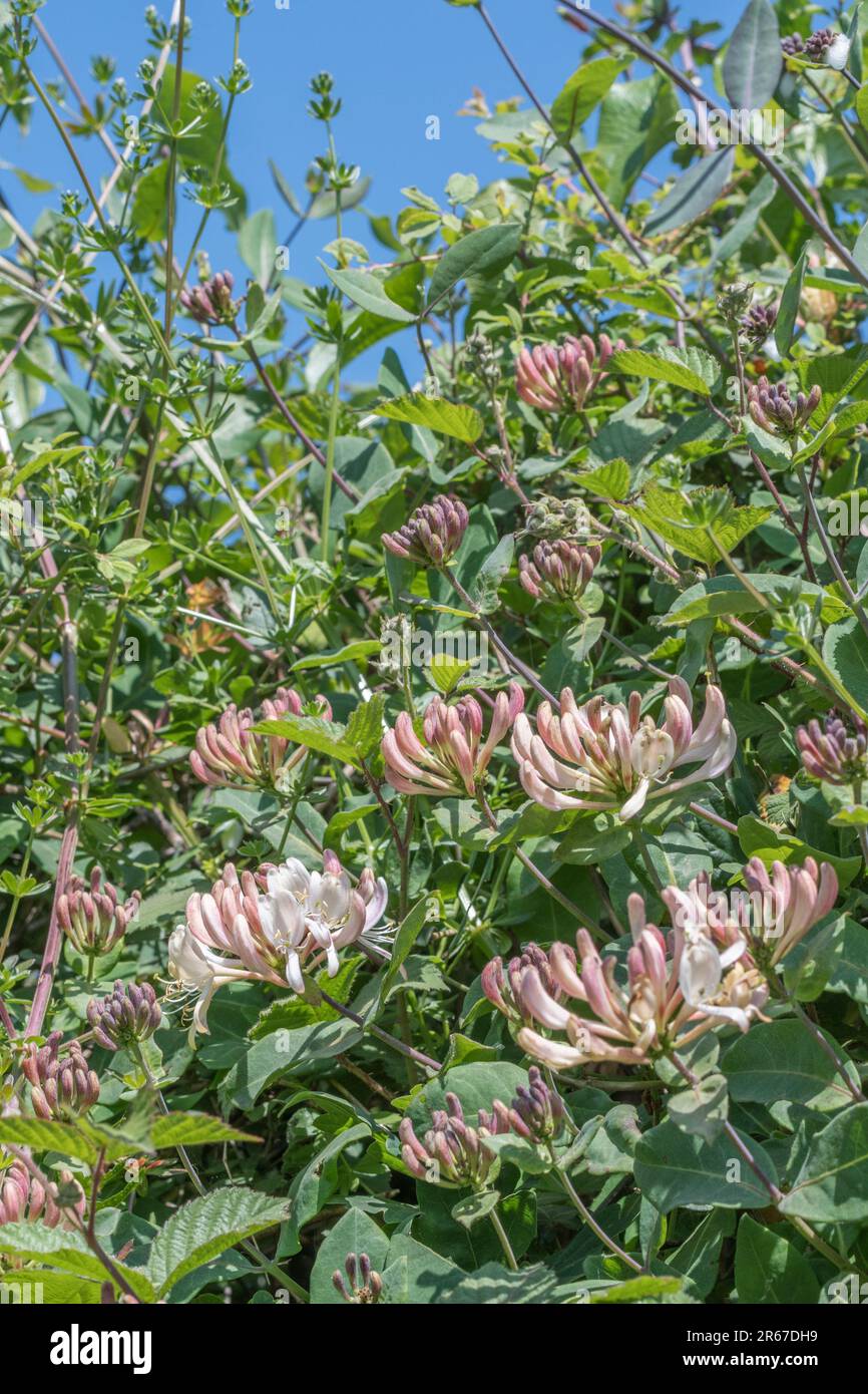 Flowers of wild Honeysuckle / Lonicera periclymenum in hedgerow with blue Summer sky behind. Medicinal plant once used in herbal remedies. Stock Photo