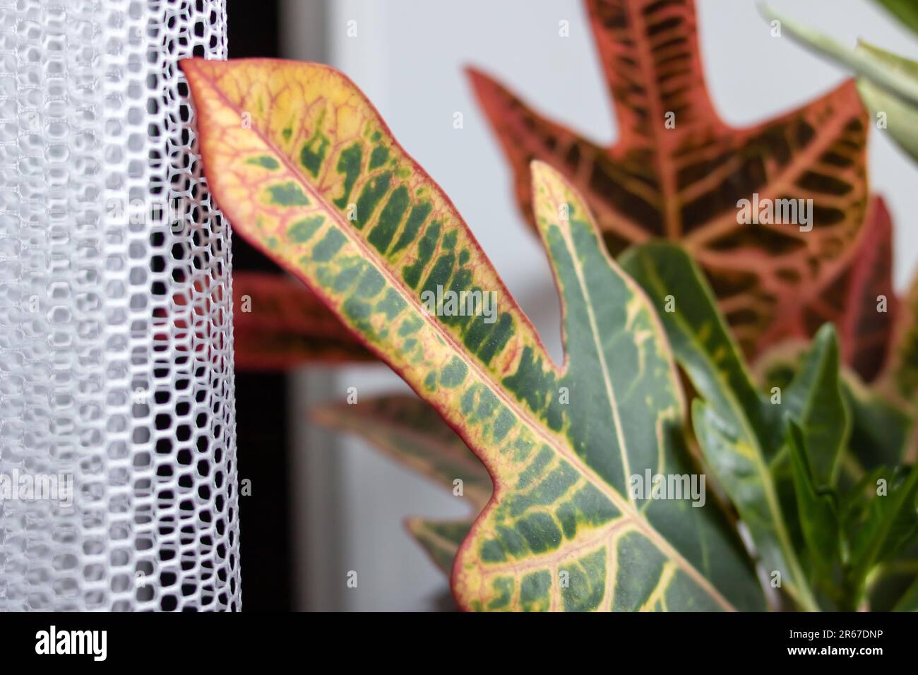Large red-green leaf of a house plant close up Stock Photo