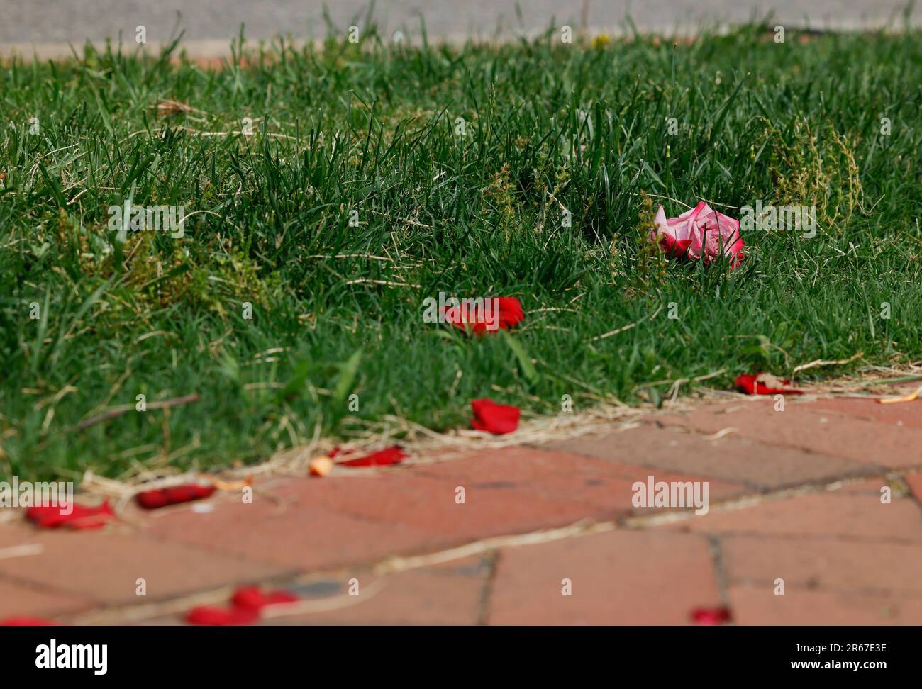 Flowers Lay Scattered Near The Spot In Monroe Park Where 18 Year Old flowers-lay-scattered-near-the-spot-in-monroe-park-where-18-year-old