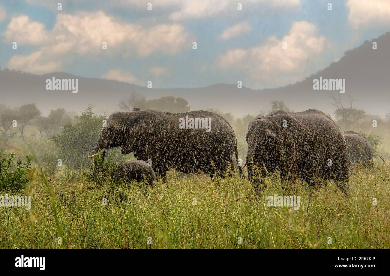 Elephants get caught in a sudden downpour at a game park in Eswatini
