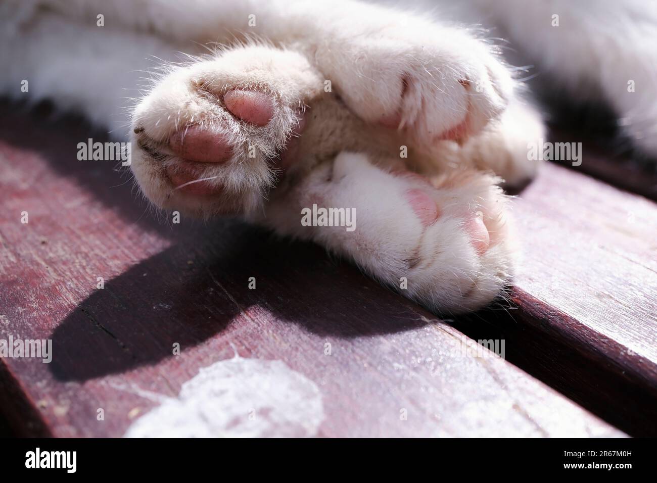 Close-up view of a cat's paws under sunlight on a bench in outdoor. It is holding a back paw with front paws in a cute way. Stock Photo