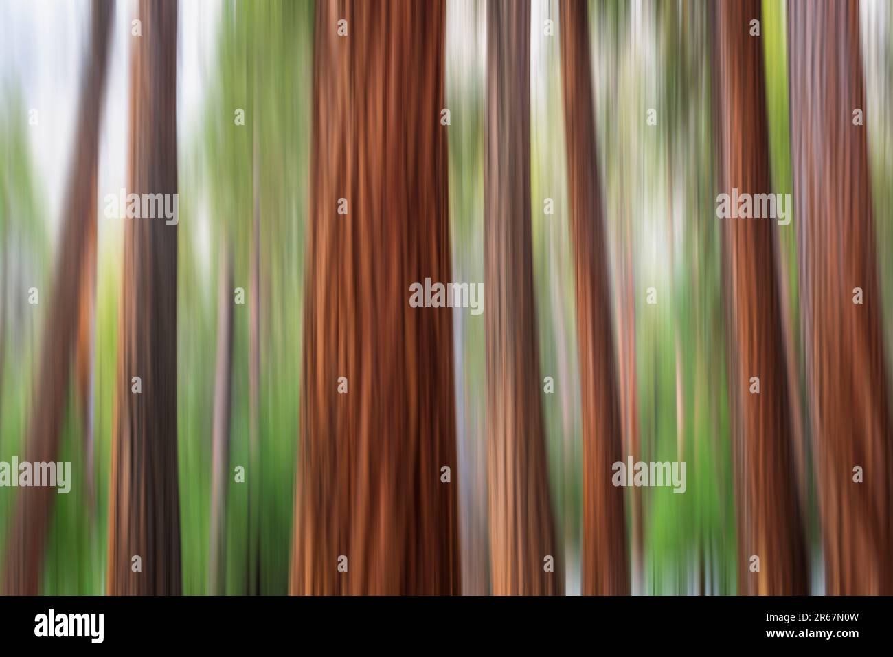 Forest abstract, Yosemite National Park, California USA Stock Photo
