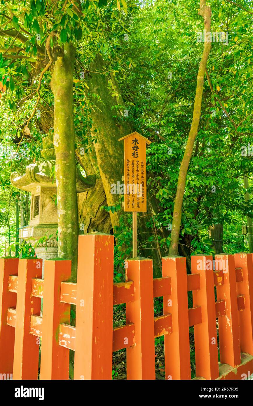 Katori Jingu Shrine in fresh green Stock Photo