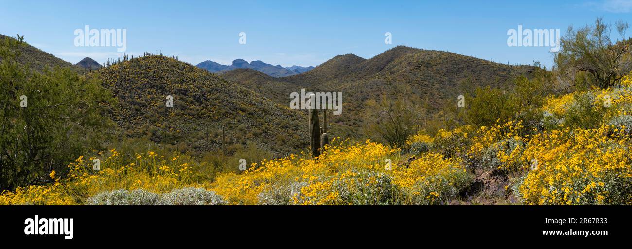 View of a plant-covered hillside at Lake Pleasant Regional Park, near Phoenix, Arizona, USA on a beautiful spring day. Stock Photo