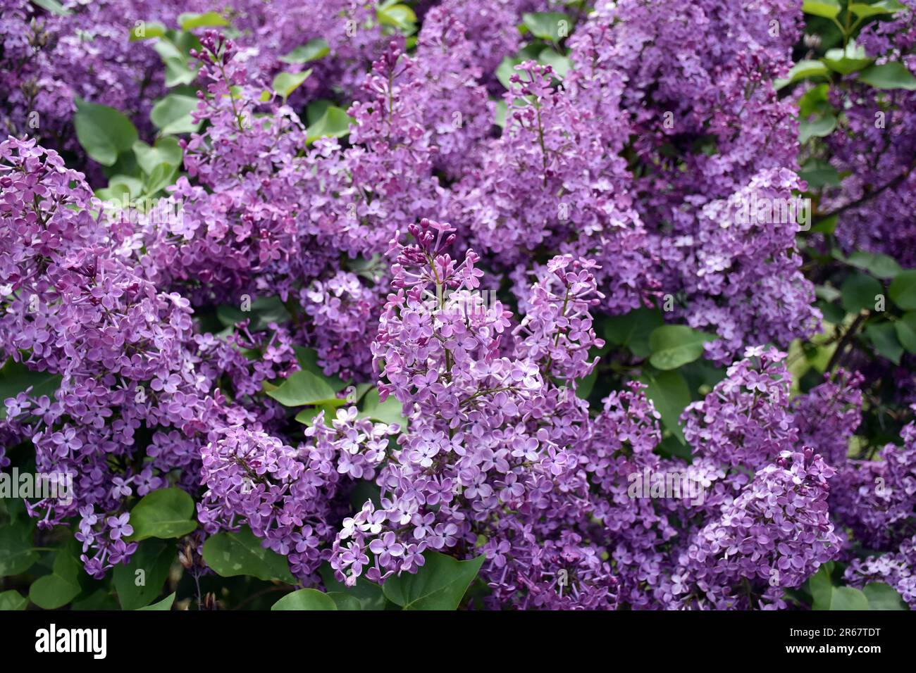 Purple flowers of the dwarf Korean lilac shrub Syringa meyeri blooming in spring. Stock Photo