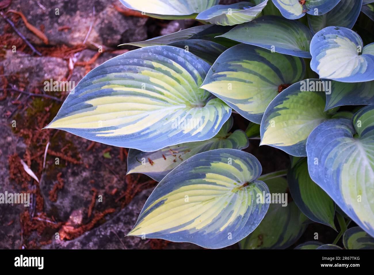Colourful foliage of Hosta June Stock Photo