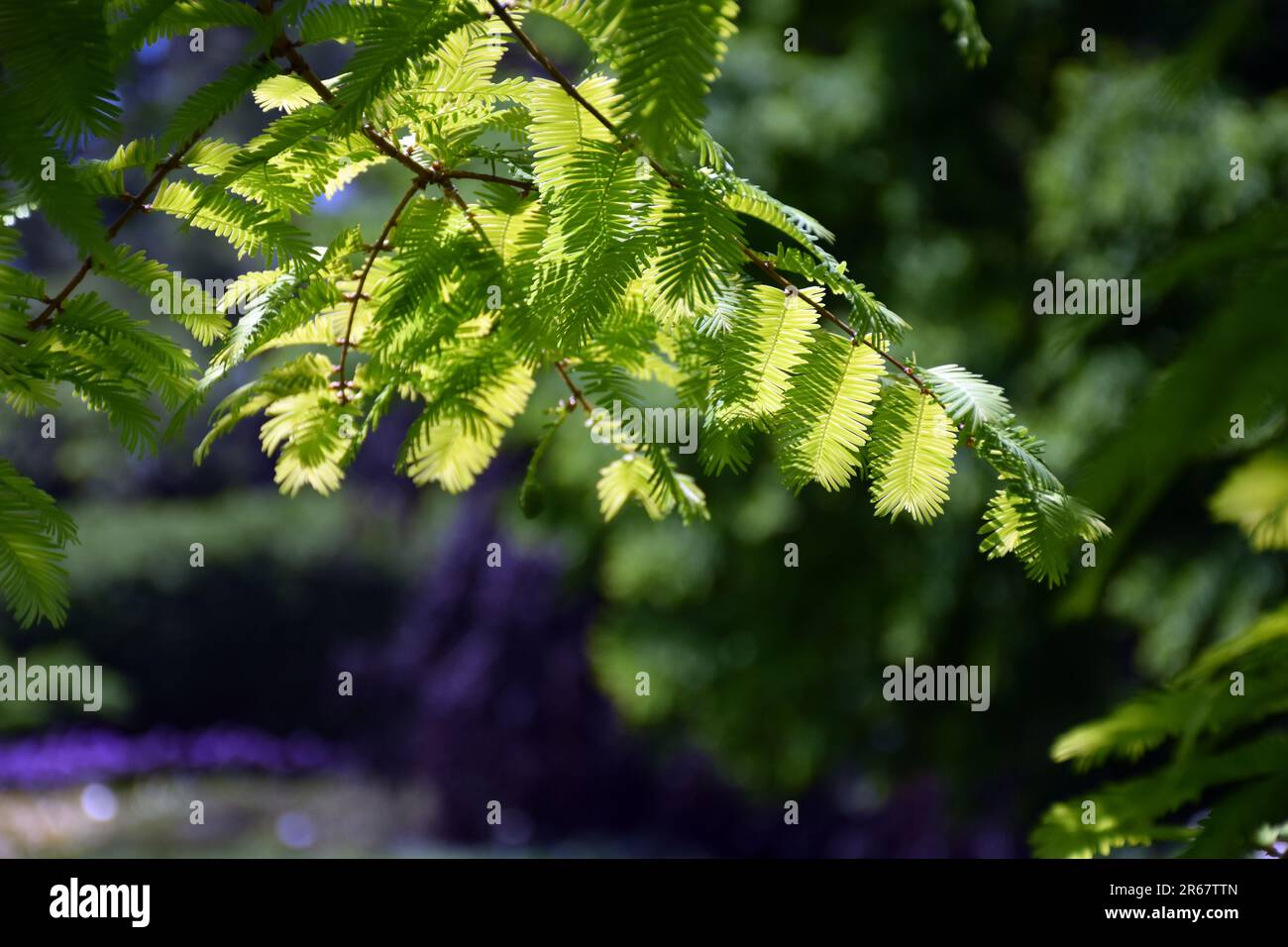 Closeup of the Dawn redwood also known as Metasequoia glyptostroboides Gold Rush, a deciduous conifer native to central and western China. Stock Photo