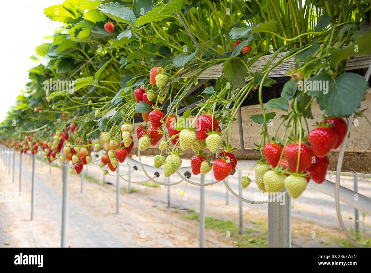 Strawberries grow on a high bed in a greenhouse, hanging down Stock ...