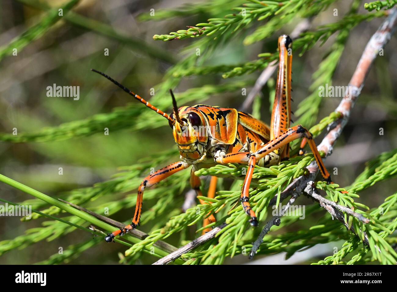 Eastern Lubber Grasshopper - Romalea microptera - perched on cypress branch in Dwark Cypress Forest in Everglades National Park, Florida.. Stock Photo