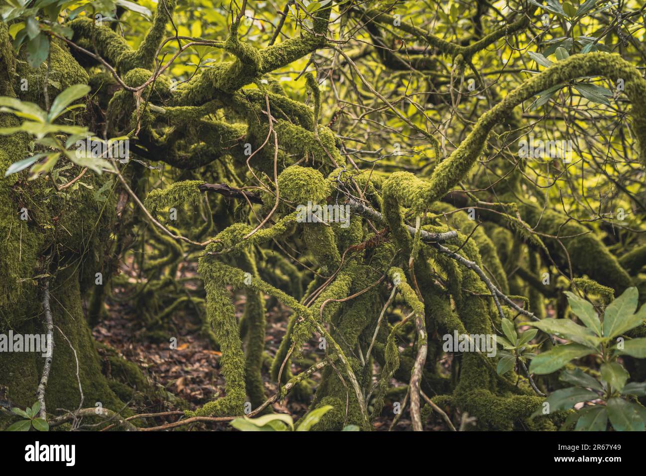 enchanting wild forest features covered in green moss Stock Photo