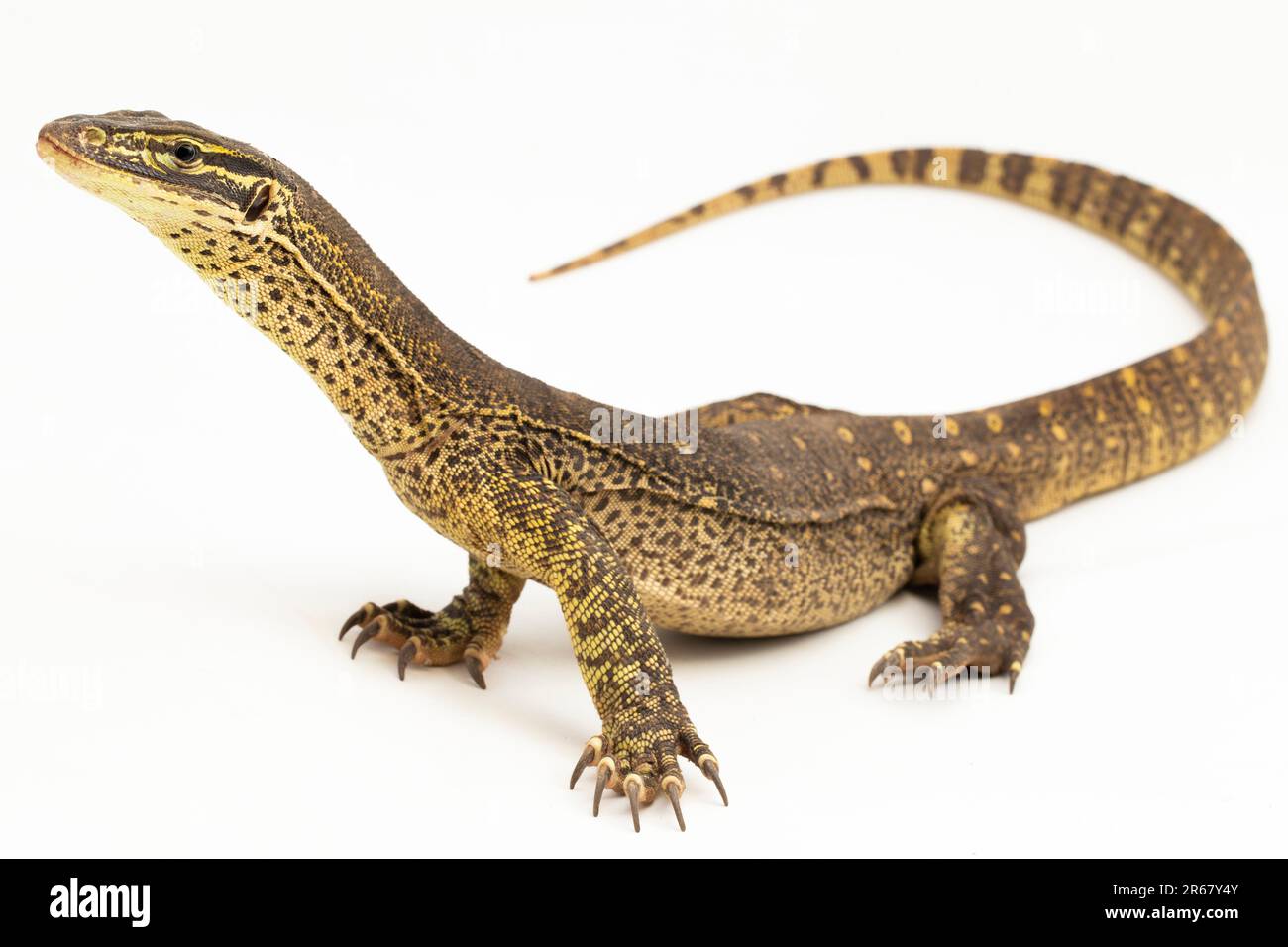 The yellowspotted monitor or New Guinea Argus monitor Varanus panoptes