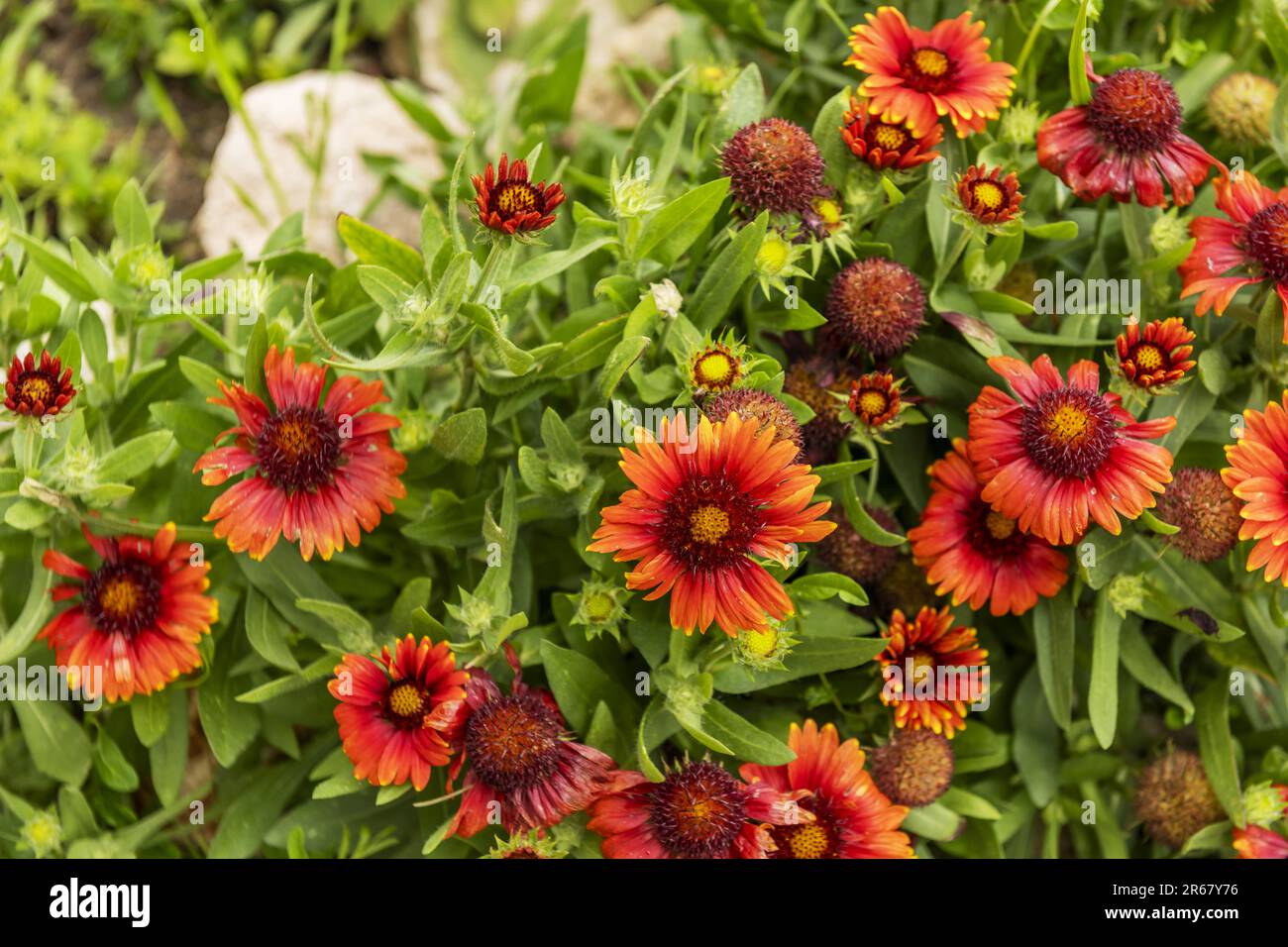 From the Asteraceae family, gazania is a perennial plant whose flowering begins in spring to fully explode in the summer months and stabilize, in many Stock Photo