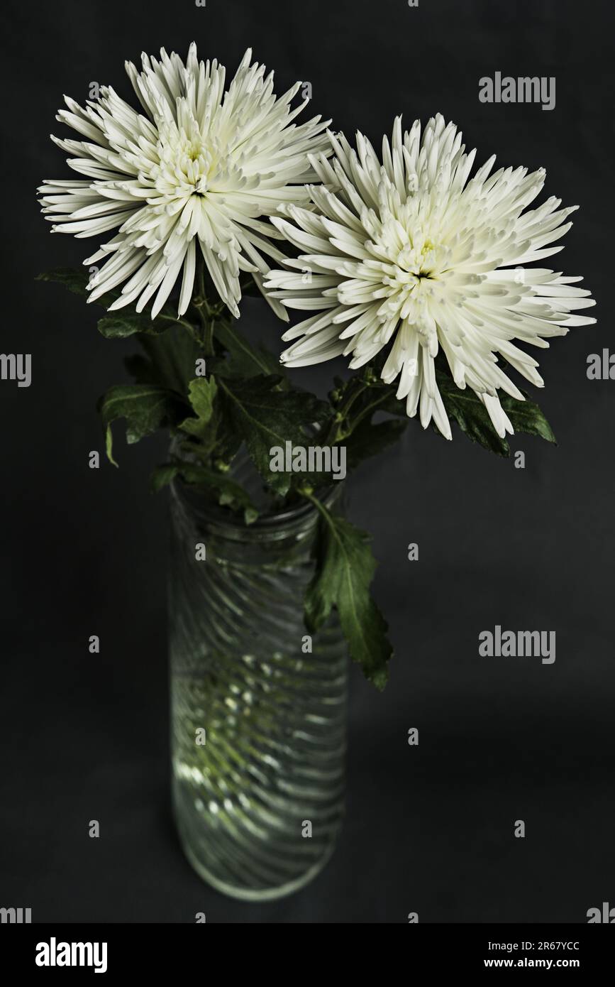 The chrysanthemum is a plant that adapts very well to photoperiod management when grown in a greenhouse and allows flowering throughout the year Stock Photo