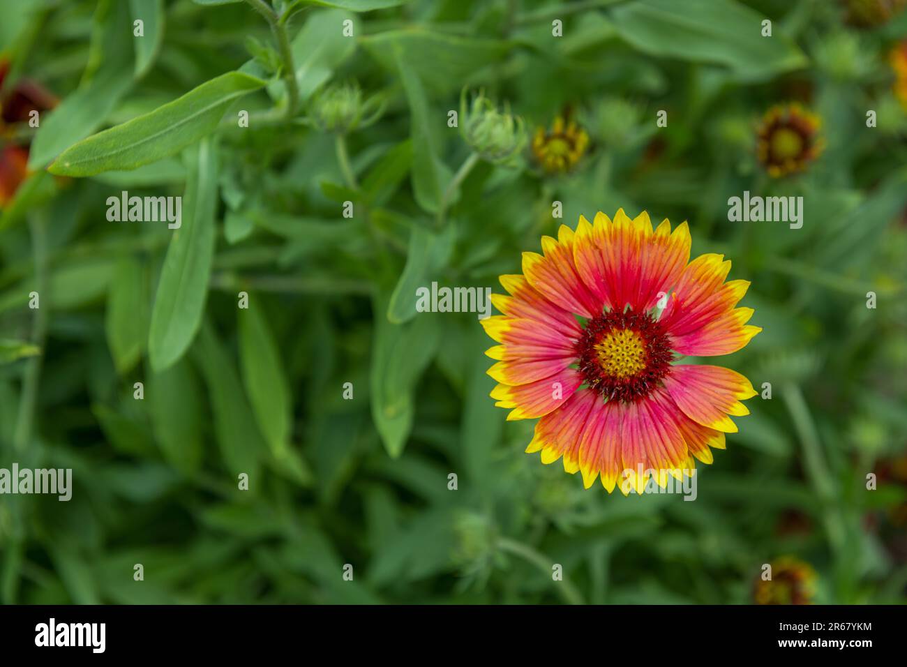 Like cactus flowers, for example, gazania flowers open in the sunlight