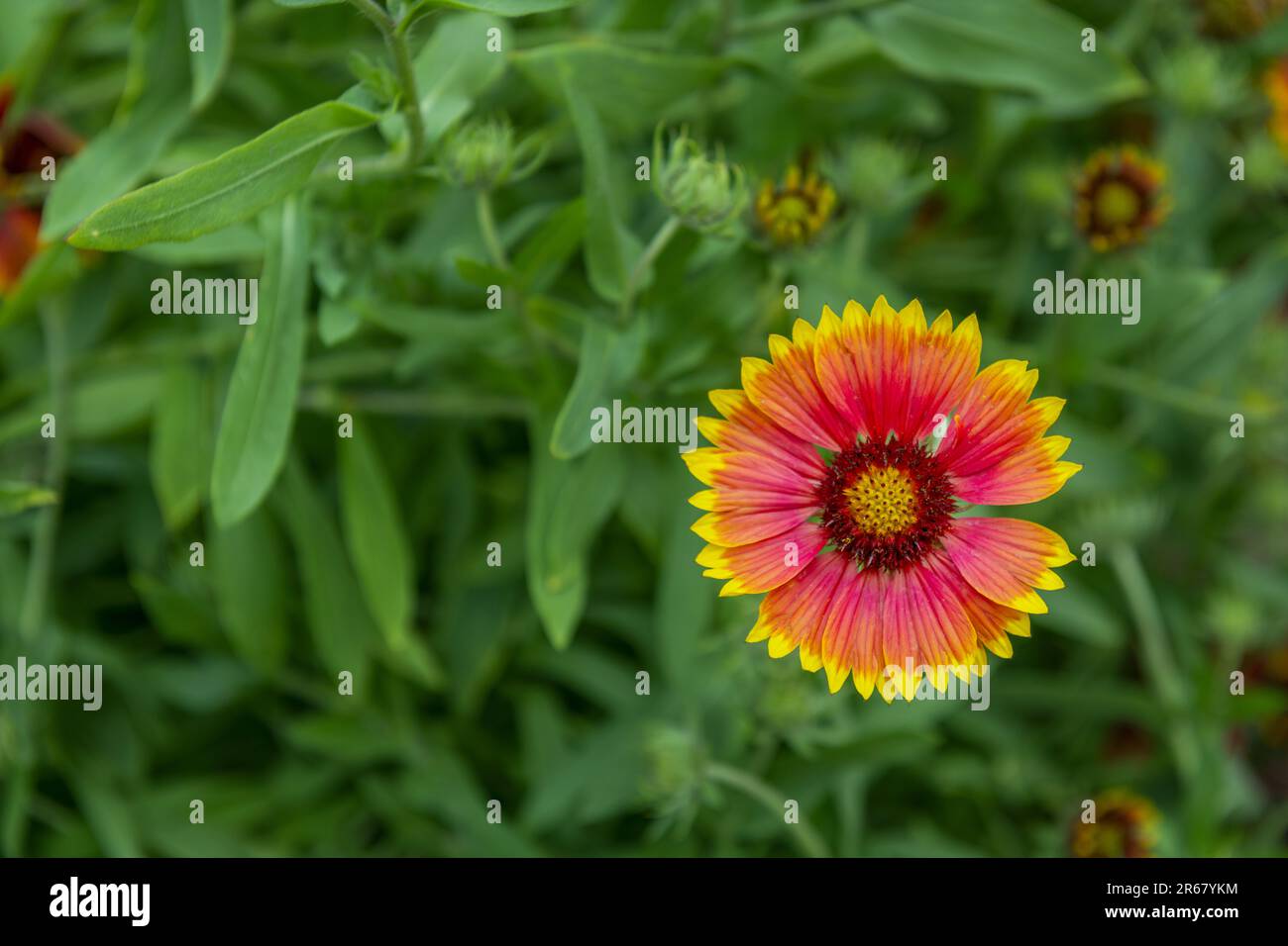 Like cactus flowers, for example, gazania flowers open in the sunlight and close at sunset, causing a curious phenomenon in your garden Stock Photo