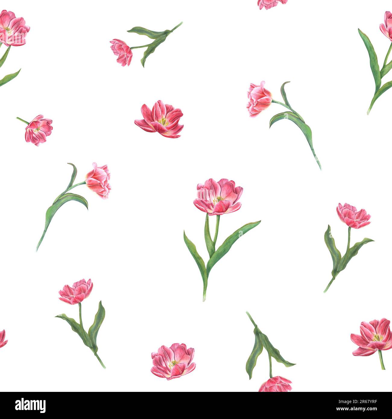 Watercolor seamless pattern of pink tulips isolated on white background ...