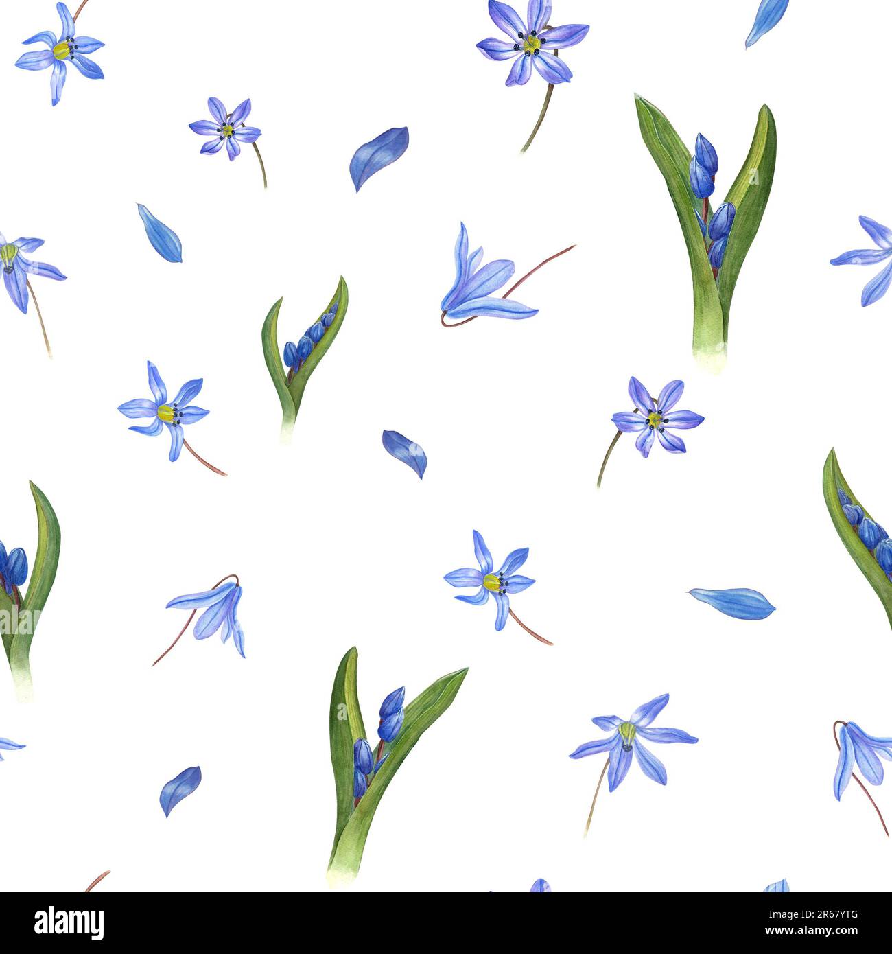 Watercolor seamless pattern of scillas isolated on white background ...