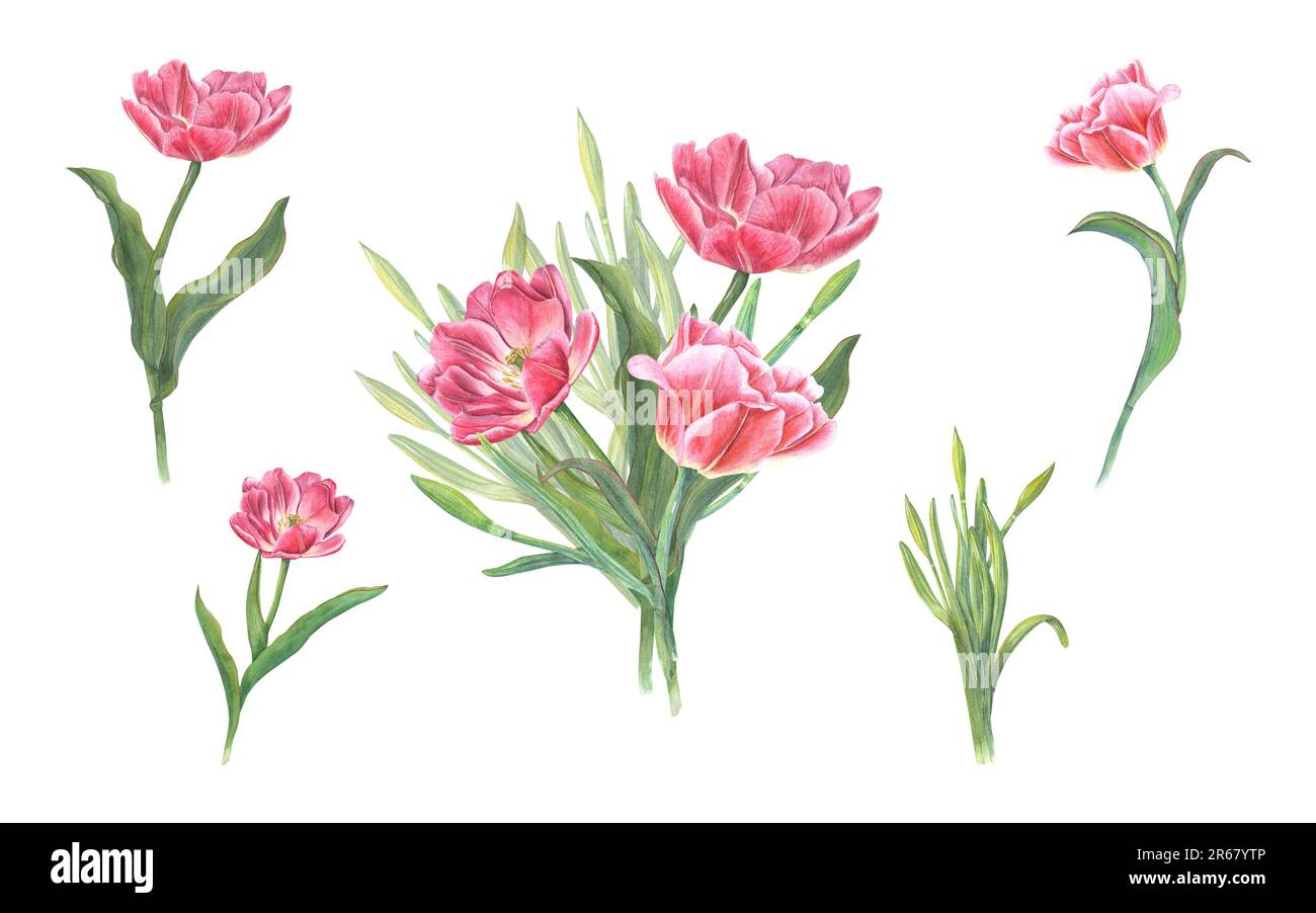 Watercolor bouquet of pink tulips isolated on white background ...
