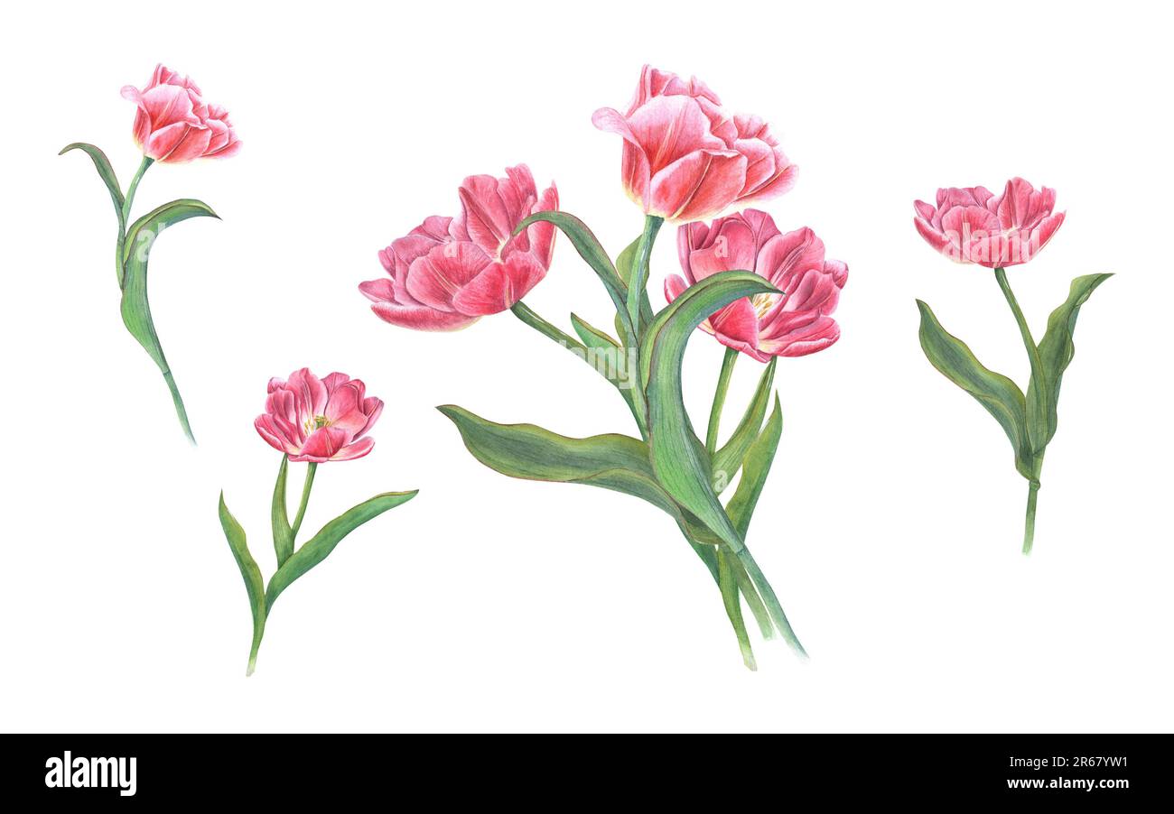 Spring pink tulips isolated on white background. Watercolor ...