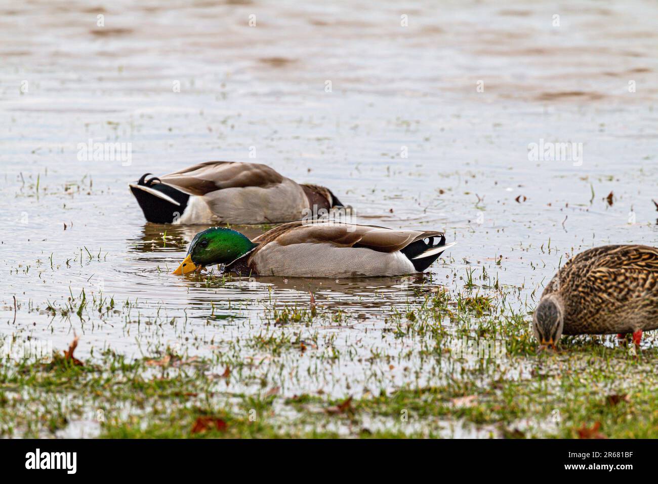 Different types of ducks congregating in a shallow area of water Stock