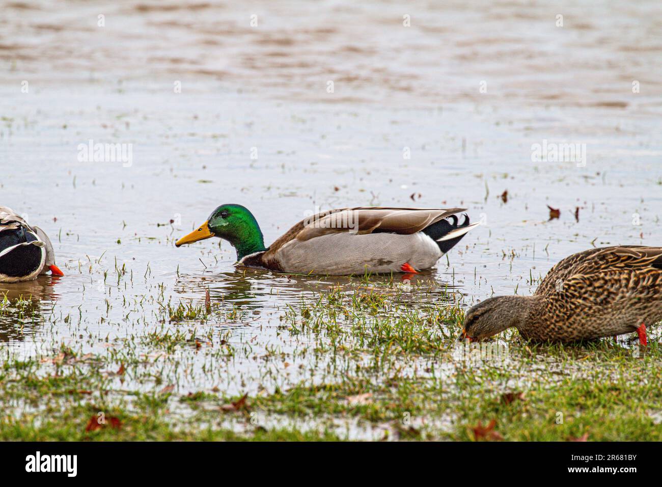 Different Types Of Ducks Congregating In A Shallow Area Of Water Which different-types-of-ducks-congregating-in-a-shallow-area-of-water-which