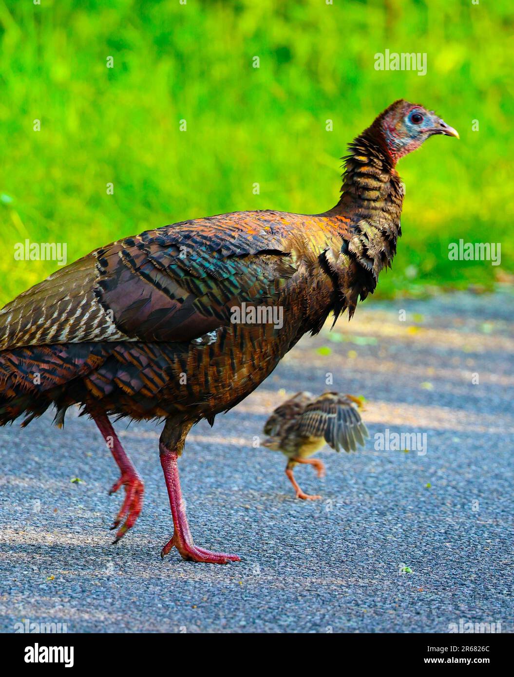 Wild Turkey Family Stock Photo