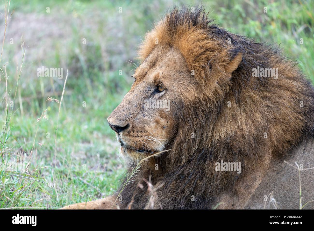 Majestic male lion beautiful mane hi-res stock photography and images ...