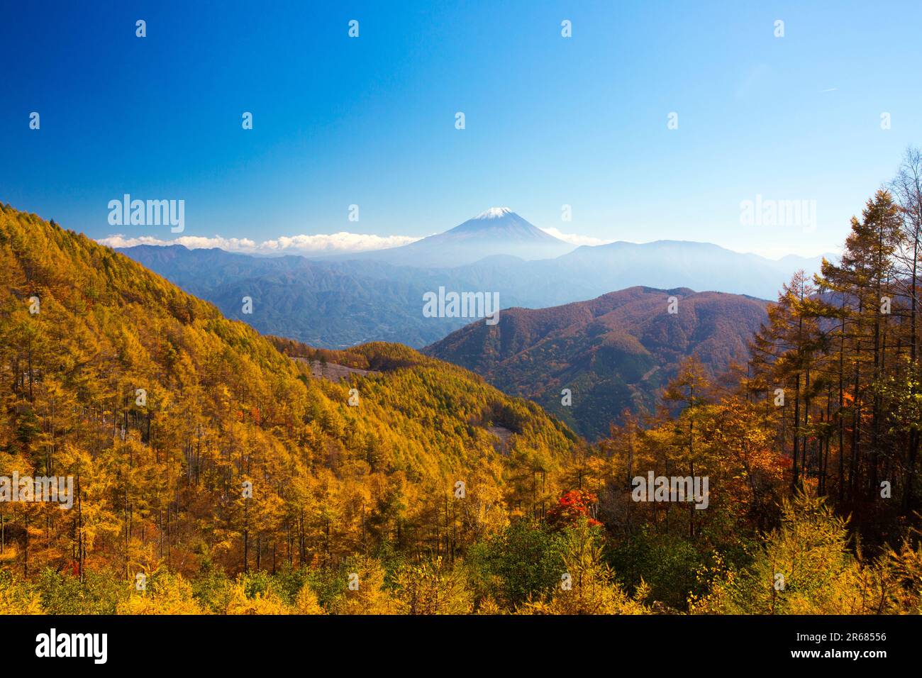 Mt. Fuji and larch Stock Photo