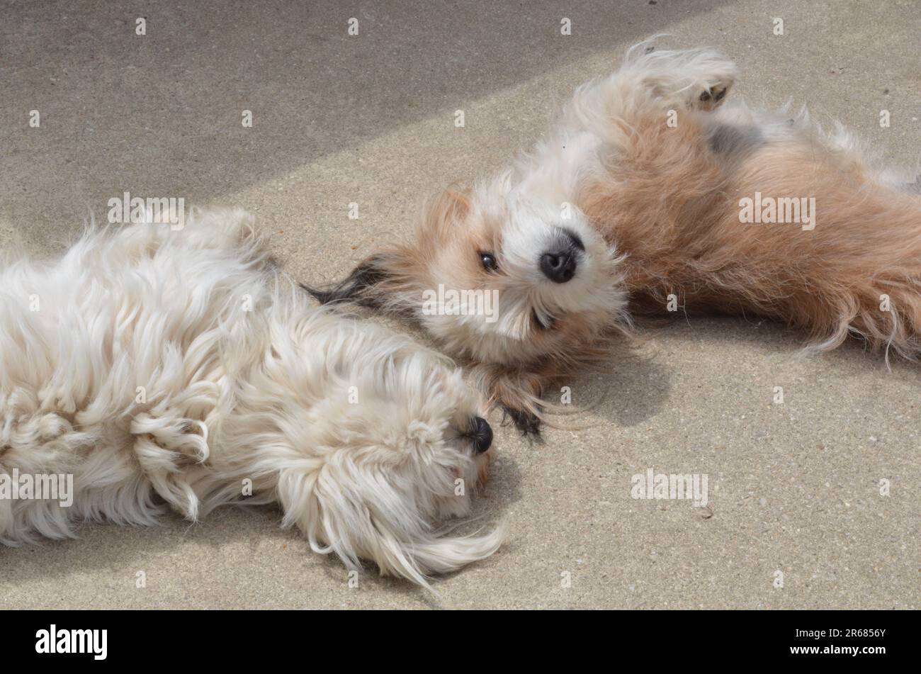 dogs laying on the porch waking up after nap Stock Photo